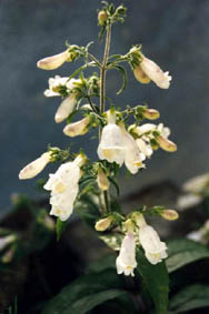 Penstemon hirsutus pygmaeus